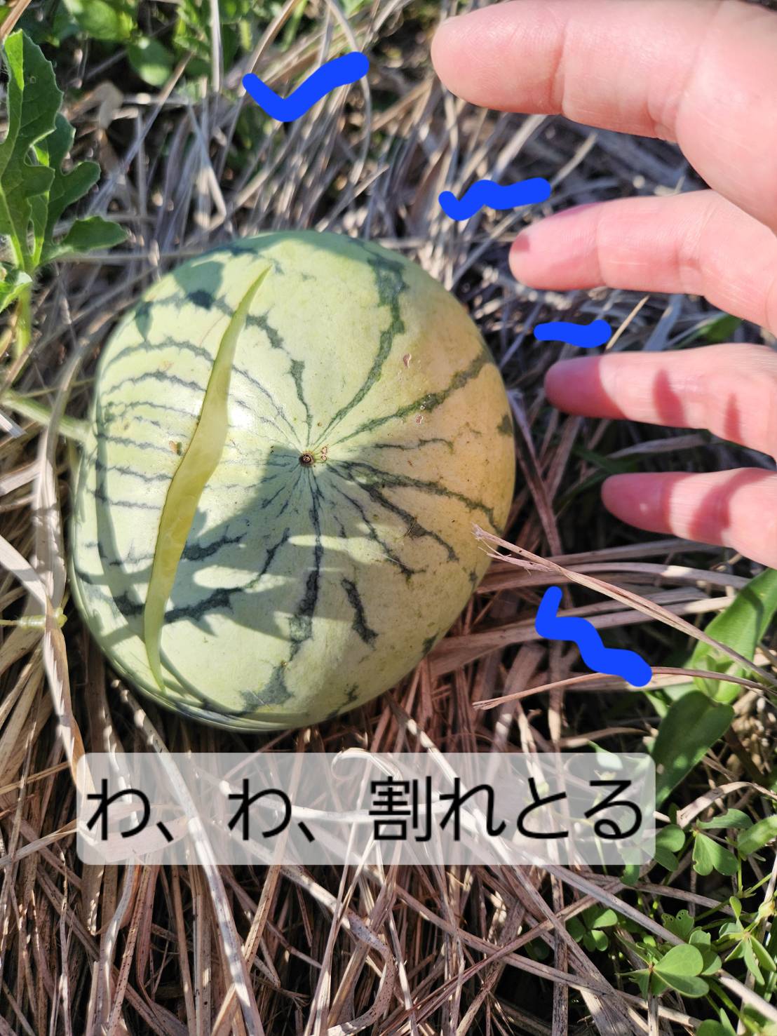 スイカの悲劇