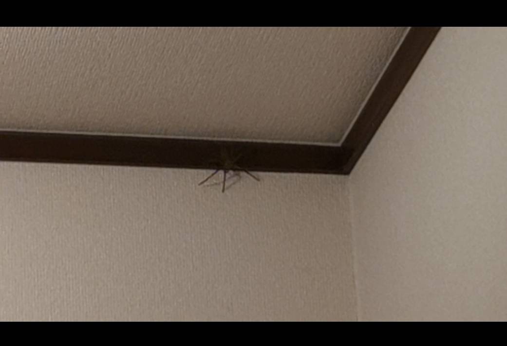 クモがいる